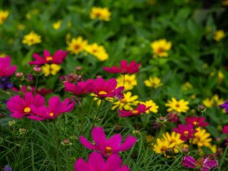 Flower garden in late summer