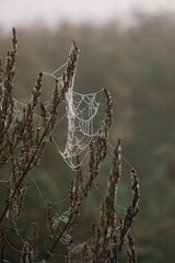 spider web with dew drops