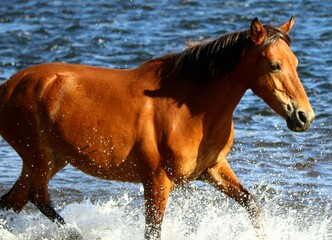 Wild Horse Trotting in River