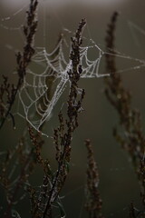 spider web with dew drops
