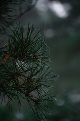 branches of a pine