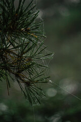 frost on pine needles