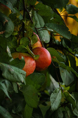 red apples on a tree