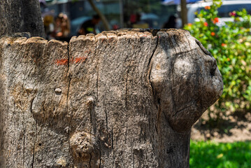 árbol, con textura, corteza, madera, naturaleza, café, dechado, abstracta, roca, viejo, nativo
