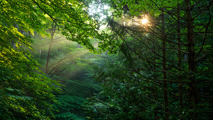 Obraz premium Lush Green Forest Canopy with Sunlight Filtering Through Leaves Creating a Serene and Tranquil Atmosphere Woodland Scenery