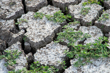 dry cracked ground, Cracks and fissures in the ground caused by drought. Lake Cuga. Uri, Sassari, Sardinia.