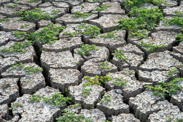 dry cracked ground, Cracks and fissures in the ground caused by drought. Lake Cuga. Uri, Sassari,...