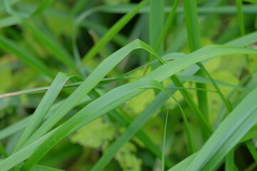 Green grass blades intertwined with vibrant foliage create a lush natural environment, showcasing the beauty and intricacy of plant life in a serene outdoor setting