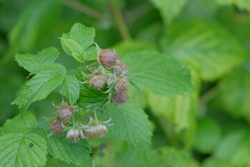 Green raspberry plant with unripe fruit and vibrant leaves, showcasing the natural growth process...