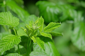 Close-up of vibrant green leaves showcasing intricate textures and details, surrounded by lush foliage, representing the beauty of nature and plant life in a serene environment