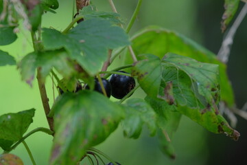 Close-up of ripe black berries nestled among vibrant green leaves, showcasing natural growth in a lush garden environment with soft sunlight filtering through foliage