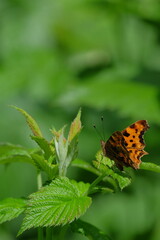Colorful butterfly perched on vibrant green leaves, showcasing intricate wing patterns and textures, surrounded by lush foliage in a serene natural environment