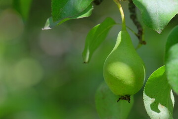 Green pear hanging from a branch surrounded by lush green leaves, illuminated by soft sunlight, showcasing the beauty of nature and fruit growth in a serene environment