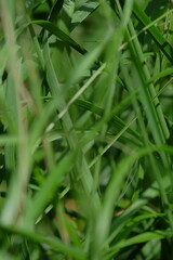Lush green grass fills the frame with vibrant blades swaying gently in the breeze, creating a natural backdrop that evokes tranquility and connection to nature