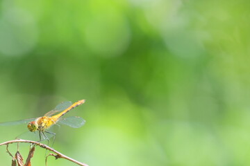 Dragonfly perched on a delicate twig, showcasing vibrant orange and green hues against a soft blurred background of lush greenery, capturing the essence of nature's beauty