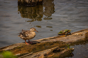 duck and turtle friends on log