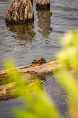 turtle on log