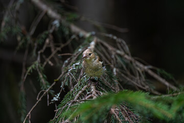 Young chaffinch in a summer coniferous forest, summer in Norway, Fringilla coelebs