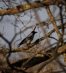 blackbird on a branch