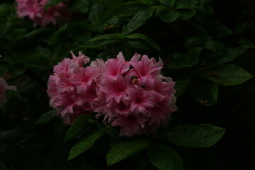 pink rose bush