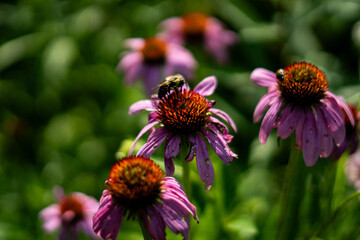 Bee on Echinacea