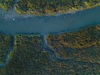 Egrets In the Creek on Deveaux
