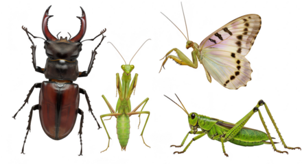Photo of a diverse group of insects, including a stag beetle, praying mantis, grasshopper, and butterfly isolated on transparent background