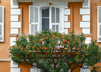 Detail of the facade of a building in neoclassical style, with the crown of a fruit-laden orange...