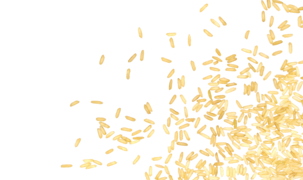 long brown rice, uncooked and hulled, isolated on white, top view	