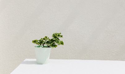 Geranium flower in a mint metal pot on a white background.