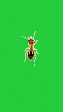 Termite Close-Up on Green Screen for Visual Effects and Compositing