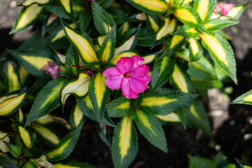 Pink New Guinea Impatiens