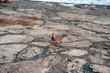 Streptopelia decaocto