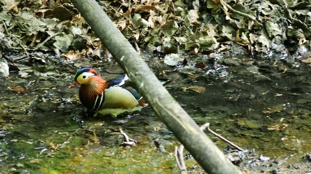 Mandarin duck swimming in lake. Colorful bird in wild nature and natural habitat. Wildlife water animal behavior captured in calm outdoor setting. Mandarin ducks colorful male and female ducklings
