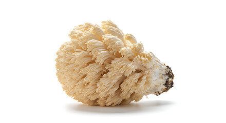 Fototapeta premium Exotic Lion's Mane Mushroom Healthy Food Ingredient