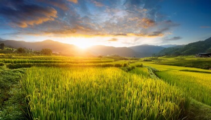 sunrise over a rice paddy field