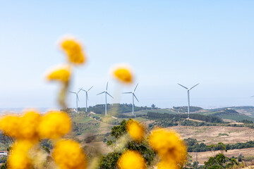 Wind Turbines in Rural Landscape with Wildflowers