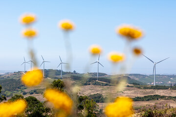 Wind Turbines in Rural Landscape with Wildflowers