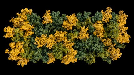 Dense forest canopy, yellow and green