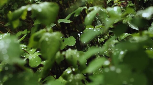 Bayerischer Urwald Regenwald Dicht bewachsen Efeu Regentropfen feucht Tropfen  