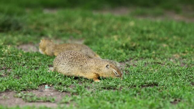 Ground squirrel on grass. Small rodent foraging and moving in natural habitat. Wildlife nature, animal behavior, and outdoor scene captured in high resolution. Ground squirrel in their natural habitat