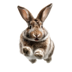 Obraz premium A fluffy rabbit in mid-leap, looking surprised