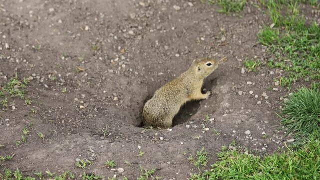 Ground squirrel on grass. Small rodent foraging and moving in natural habitat. Wildlife nature, animal behavior, and outdoor scene captured in high resolution. Ground squirrel in their natural habitat