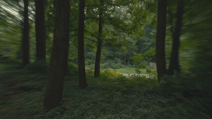 Obraz premium Dark, dense forest path, blurred motion, mysterious depths. 