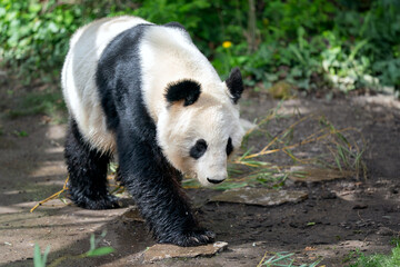 Giant Panda Walking in Natural Woodland Habitat During Daytime