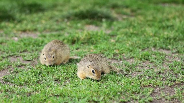 Ground squirrel on grass. Small rodent foraging and moving in natural habitat. Wildlife nature, animal behavior, and outdoor scene captured in high resolution. Ground squirrel in their natural habitat