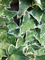 アイビーのズームアップ