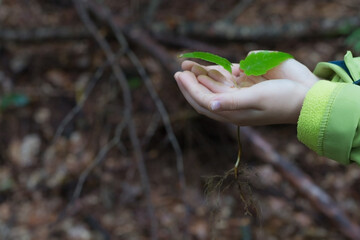 Childs Hands Holding Seedling with Roots in Forest , Nature and Growth Concept