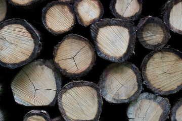 Lumber wood. Firewood, sawn cut trees, logs close up background texture. Timber harvesting....