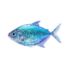 Vibrant blue fish, side profile